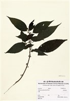 藏品(長梗紫麻)的圖片